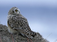 IMG 2299c  Short-eared Owl (Asio flammeus)